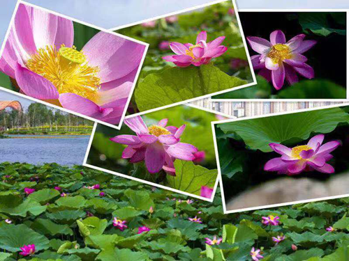 Z6��������ʱ���й������ٷ���վ